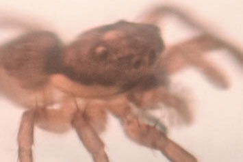 fotografia de ojos de araña