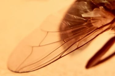 fotografia de ala de mosca