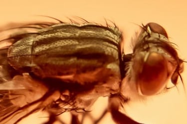 fotografia del cuerpo de una mosca