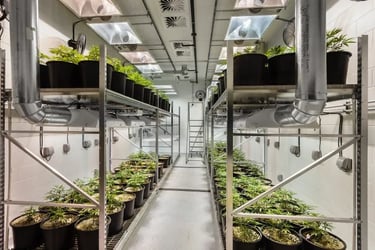 Small craft cannabis growers working on a farm