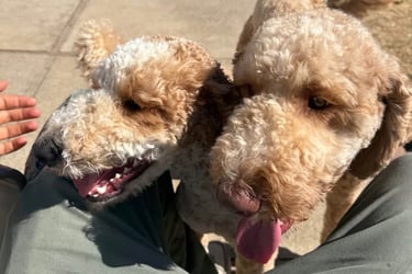 Two friendly dogs sharing playtime during boarding Sacramento CA