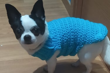 Chihuahua con traje de chochet