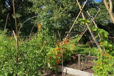 Fleur de Coucou vous conseille pour vos jardins potagers