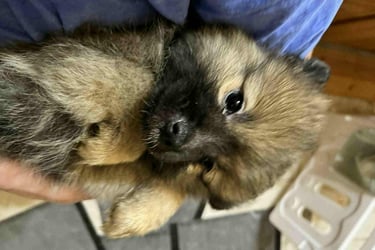 This is Mocha. She is sweet playful girl and will grow to be between 8 - 12 lbs.