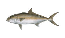 a fish fish on a black background
