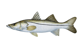 a fish fish with a fish in the middle of it