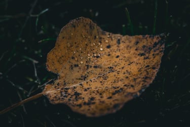une feuille sur le sol avec des gouttelettes d'eau