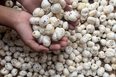 a person holding a hand full of of makhana