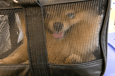 A cream-colored Pomeranian seems to smile through a soft-sided pet carrier