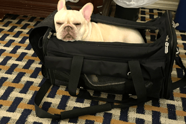 A french bulldog relaxes in her soft pet carrier with an expression that seems tired or fed up.