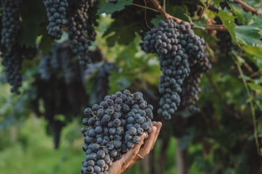 grappolo uva vino cantina Valentina Cubi per MyVinapp