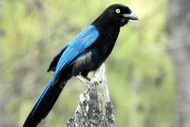 a black and blue bird sitting on a tree stump