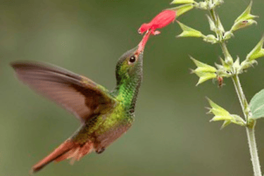 a hummingbird bird - tailed hummingbird feeding on a flower