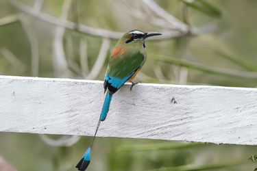 a bird perched on a white fence post