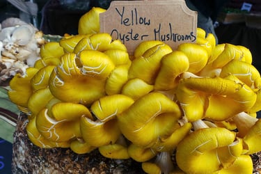 Ballot/Sac/Substrat Pleurote Jaune