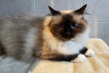 sacré de birmanie en pension féline