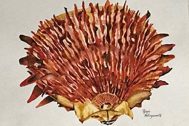 An intricate fan shaped shell with spines and ridges of sienna, rust, ochre and mahogany