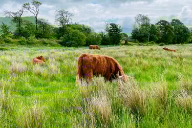 A field of Highland Cows in the Scottish Highlands