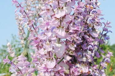 Huile essentielle Palmarosa