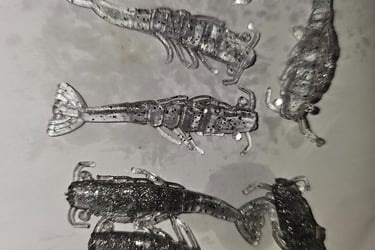 2" A little Bigger Shrimp