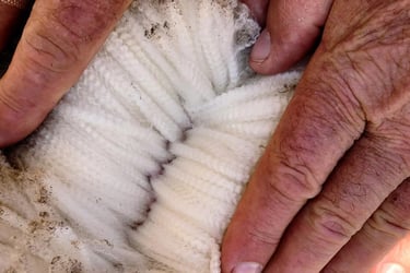 greasy merino wool 14.5 to 36 micron supplier India — TIRUPATI