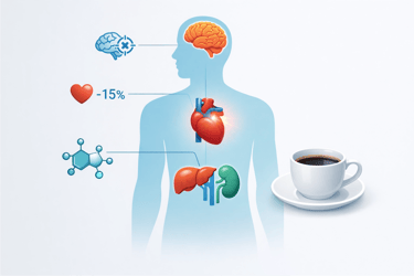 Diagram showing the effects of caffeine on the human brain, heart, and internal organs next to a cup of coffee.