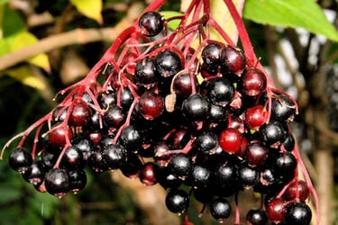 County Antrim Elderberries