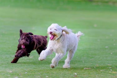 Two dogs run free at a park pet photos by Fisher Photography