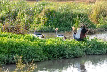 Solio Lodge Kenya birds