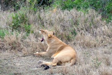 Solio Lodge Kenya lion
