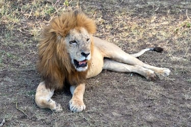 Solio Lodge Kenya lion