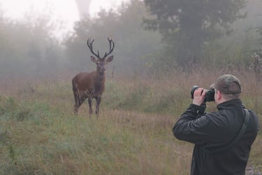 Le cerf et le photographe