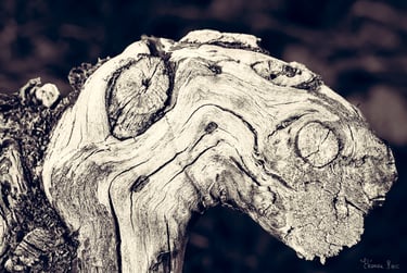 Vieux cep de vigne tortueux évoquant un dinausore, un chameau ou un serpent photographie d'art