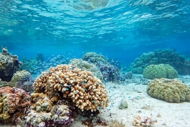 Conrad Resort Bora Bora snorkelling house reef