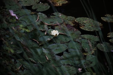 Photographie d'un Nymphea Blanc sur l'étang de la maison de Monet à Giverny, en France.