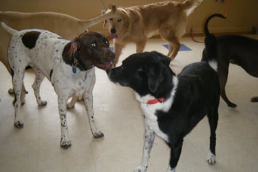 Dogs playing indoors at dog day care