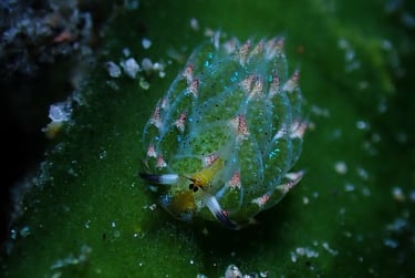 Nudibranquio verde y rosa
