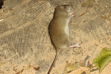 Dead rat.