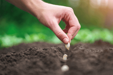 des semis pour un potager pédagogique, d'entreprise et de bien-être
