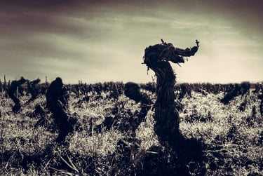 Vigne ancienne au bois tordu, figure évoquant une chimère ou une créature fantastique.