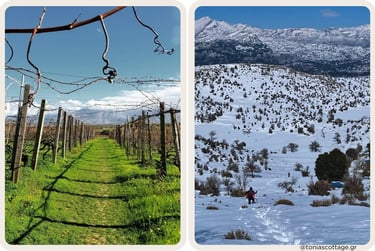 Vineyard row beside a snowy mountain hillside with a hikers in Crete