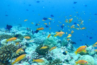 The Nautilus Maldives underwater reef dive