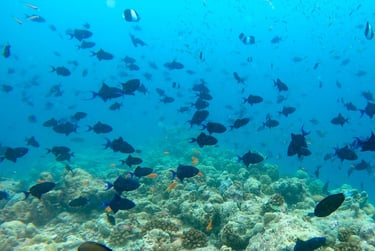 The Nautilus Maldives underwater reef dive