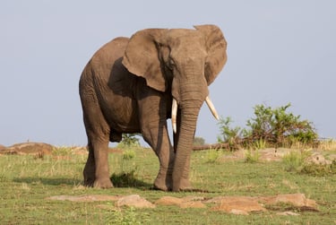 Four Seasons Serengeti Tanzania elephant