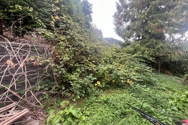 blackberry bushes over a retaining wall