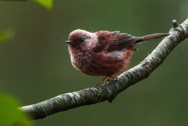 A Pink-headed Warbler with amazing silvery pink head feathers and red body in Montetik