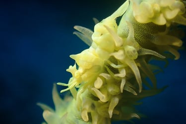 Gamba coral latigo