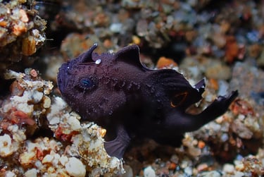 Pez rana juvenil negro naranja