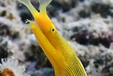 Ribbon eel