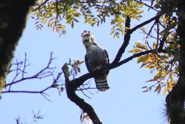 A juvenile Ornate Hawk-Eagle stares at the camera from its perch in El Ocote Biosphere Reserve